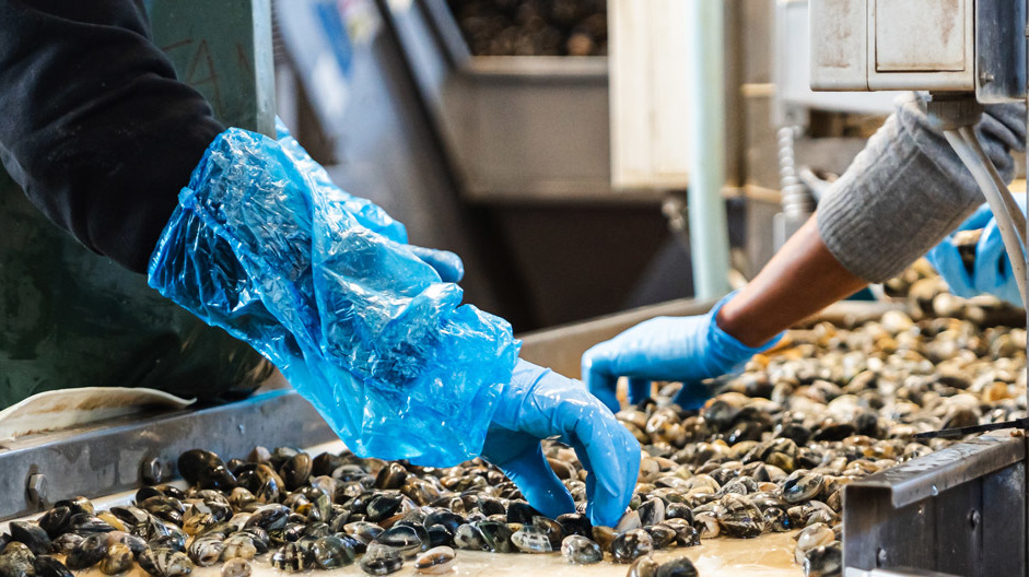 Lavorazione molluschi