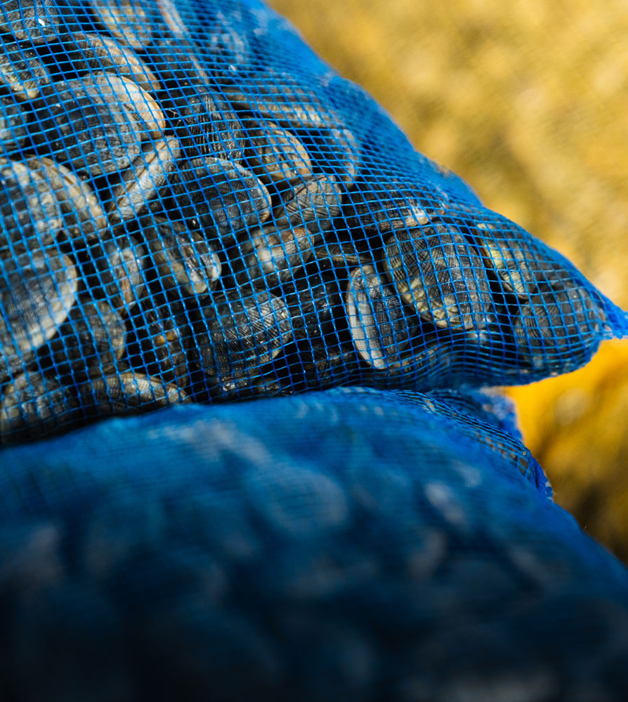 Vongole