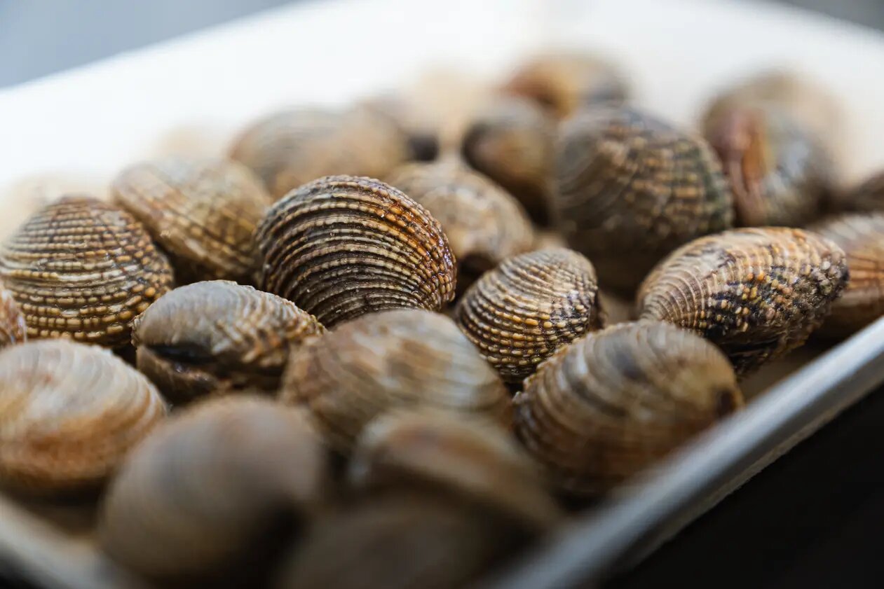 Primo piano vongole chiuse